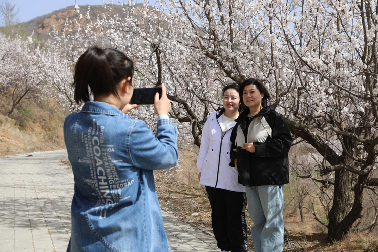 河北平泉67万亩山杏花竞相绽放_fororder_图片 1