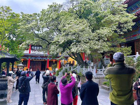 糯米花燃动连云港孔望山春游绿色活动_fororder_图片12