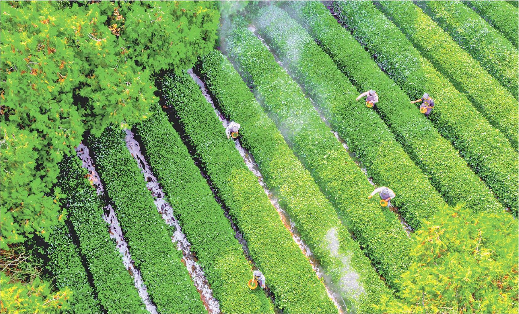 南方嘉木栖日照 近海山地飘茶香