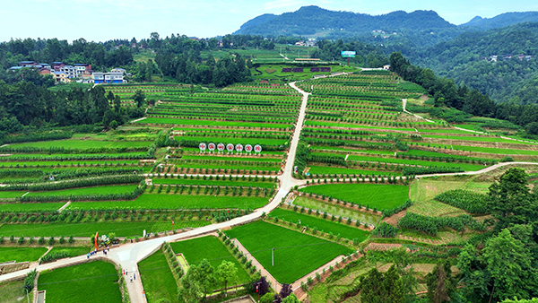 达州宣汉：绘就田园新景 筑牢巴山粮仓_fororder_胡家鸭池村