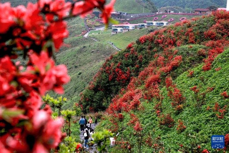 贵州：鹃红满山美如画