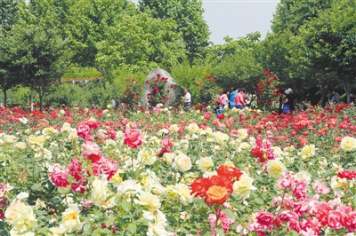 【旅游资讯-文字列表】绿城月季花展两园同绽  期间5000盆月季赠市民