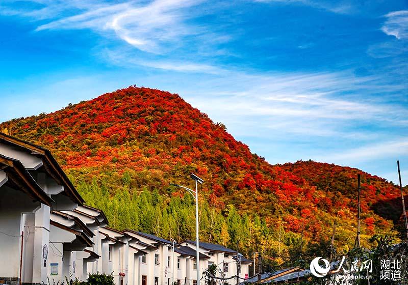 湖北郧阳：漫山红叶扮美乡村