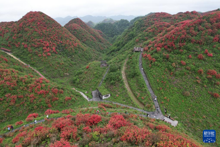 贵州：鹃红满山美如画