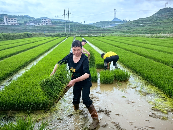 贵州瓮安：水稻育秧移植忙_fororder_1