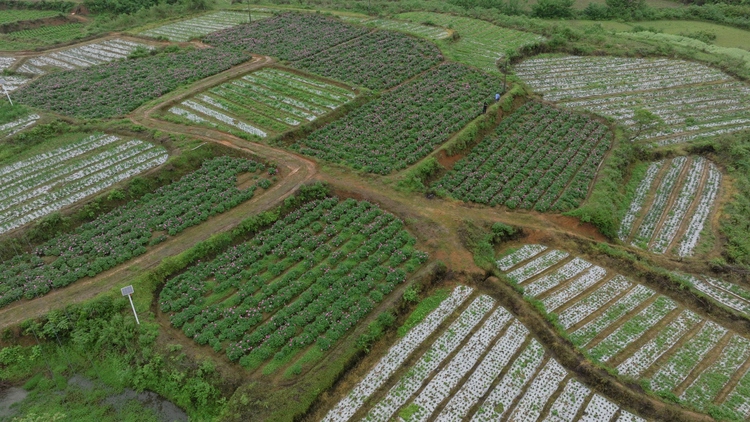 湖南新邵：中药材规模化种植打造乡村振兴新引擎