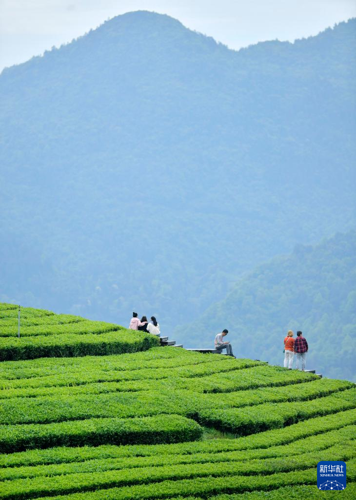 湖北恩施：“茶旅融合”客满园