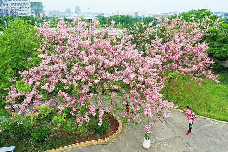 南宁：绒果决明花盛开 春天画卷添新彩