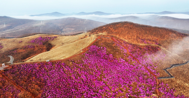 内蒙古扎兰屯：杜鹃赏花季启动_fororder_微信图片_20240425103256