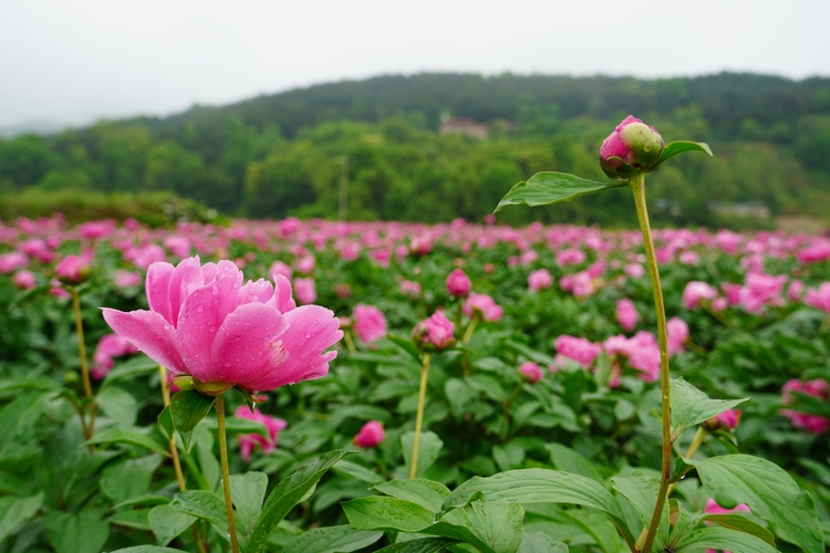 湖南新邵：中药材规模化种植打造乡村振兴新引擎_fororder_微信图片_20240425105543