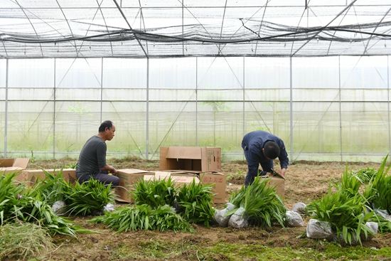 贵州镇远青溪镇：白芨育苗订单销售旺_fororder_村民正在包装白芨苗订单