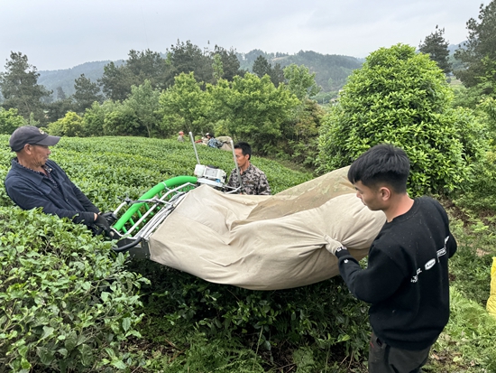 贵州瓮安：大力推进茶产业发展 赋能乡村振兴_fororder_  工人们正用采茶机采摘茶叶