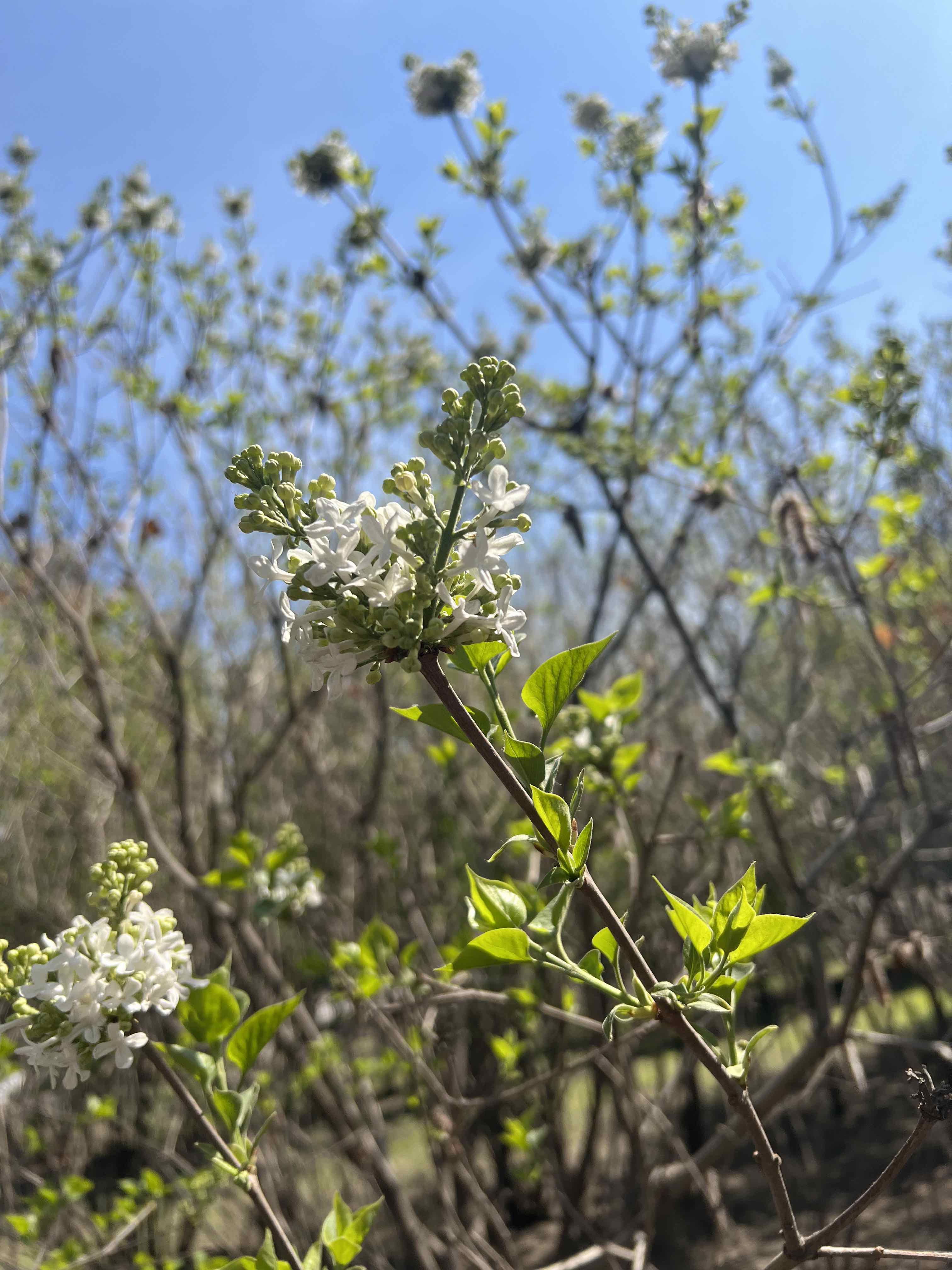 醉龙江丨莫负春光赏花时！这份“赏花指南”请收好