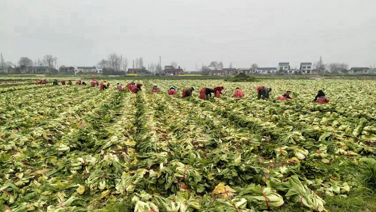 湖南华容：小蔸鲜菜长成十五万人的“致富菜”_fororder_图片2