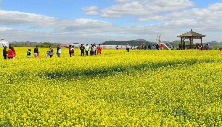 朝阳：花海如画客自来