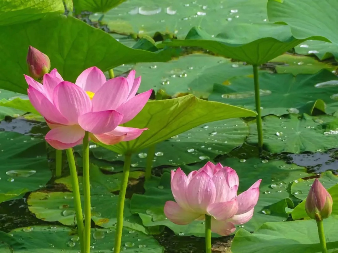 醉龙江丨莫负春光赏花时！这份“赏花指南”请收好