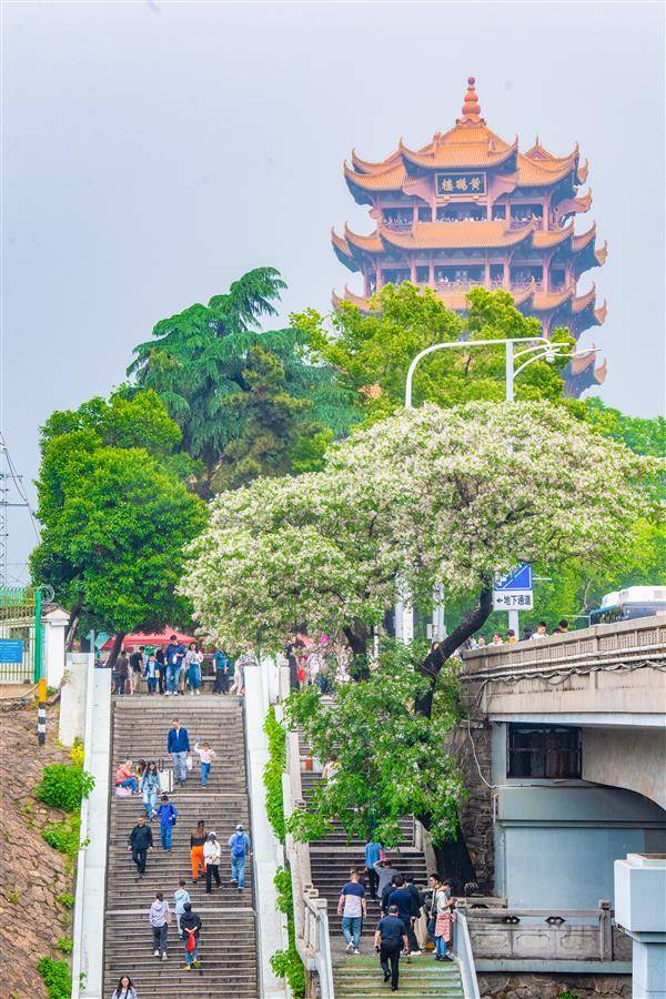 武汉黄鹤楼前楝树开花