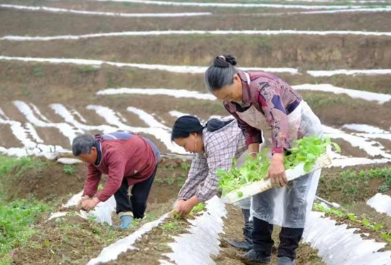 贵州水城抢抓时节 全面铺开烤烟移栽工作_fororder_微信图片_20240428112649