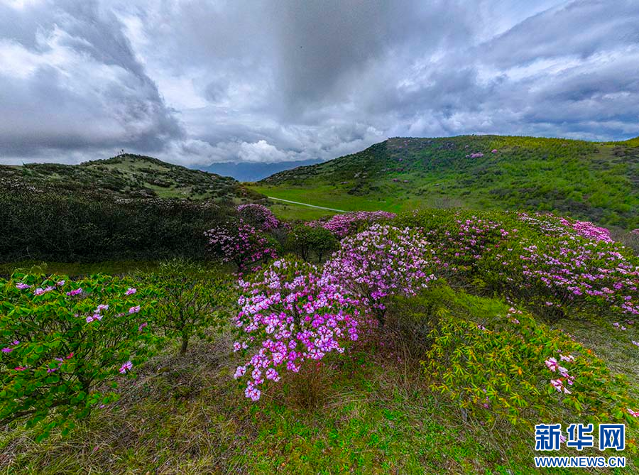 重庆巫溪：红池坝高山杜鹃红