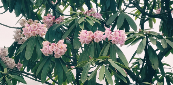 以花为媒 峨眉山景区“花式”开启体育旅游消费季_fororder_未标题-4