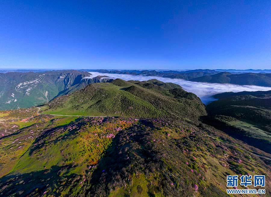 重庆巫溪：红池坝高山杜鹃红