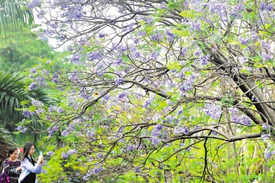 花楹梦幻蓝