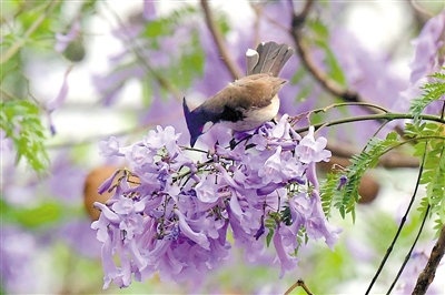 花楹梦幻蓝