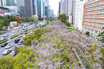 花楹梦幻蓝