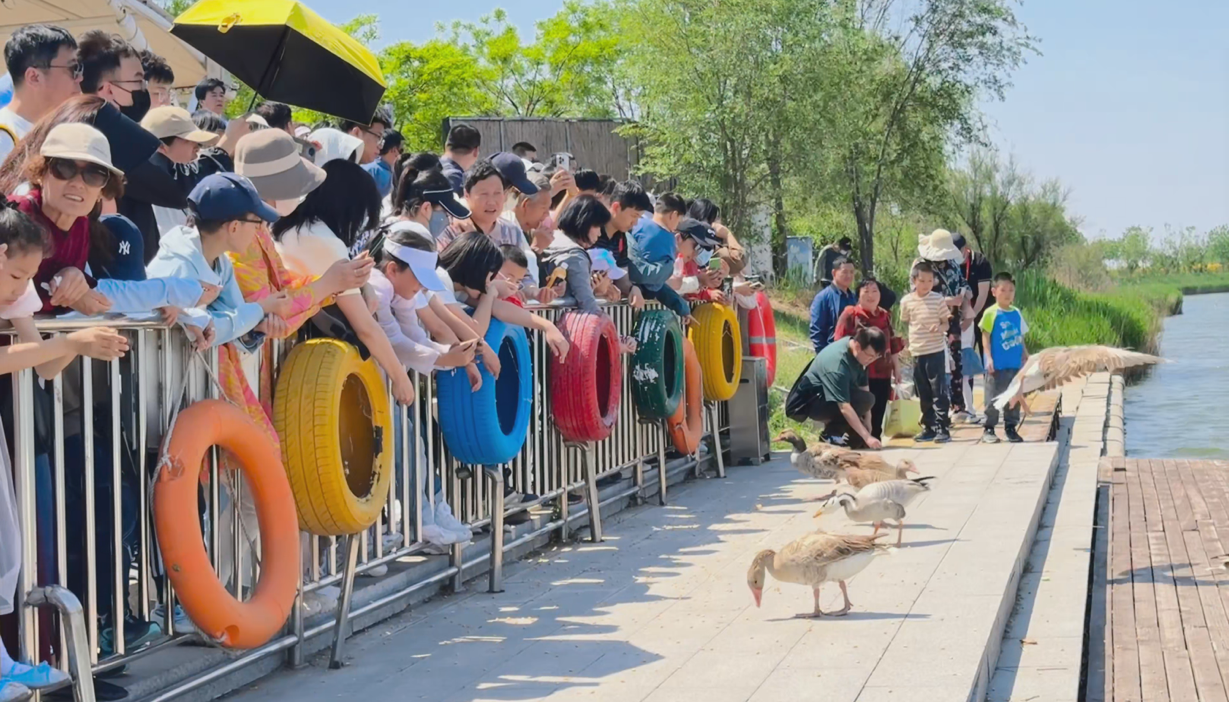 五一假期南大港湿地迎来旅游热潮_fororder_图片 1