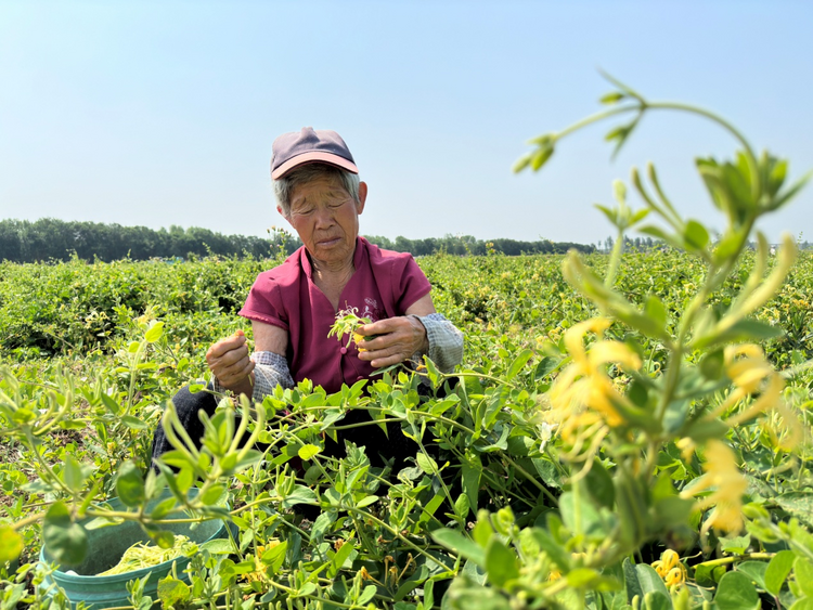 河北东光：金银花开富农家_fororder_图片 1