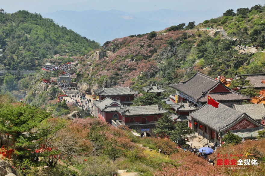 泰山之巅海棠花开映日红