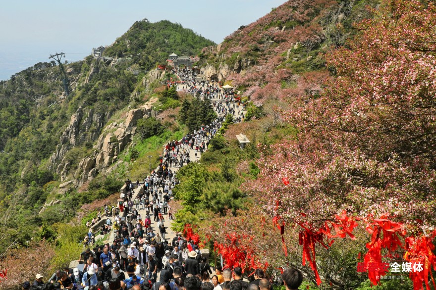 泰山之巅海棠花开映日红