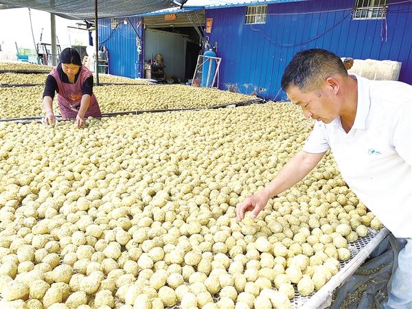 周口商水：“土特产”书写振兴“大文章”