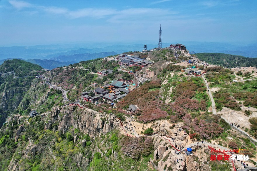 泰山之巅海棠花开映日红