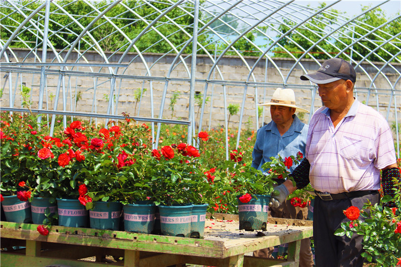 南阳市卧龙区：月季销售忙_fororder_花农正在装运小盆月季.JPG