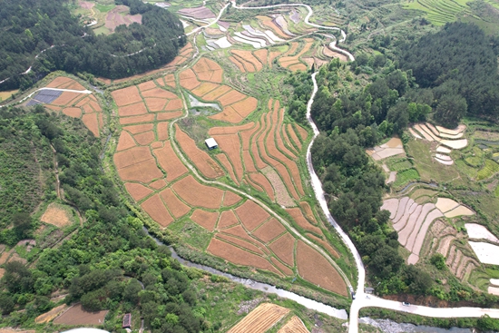 贵州惠水：4万亩小麦预计5月底完成收割_fororder_惠水县小麦丰收 (3)