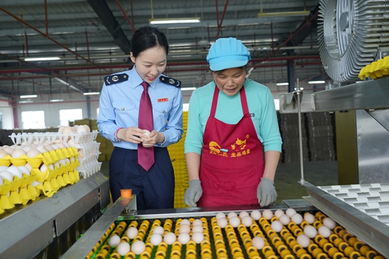 贵州毕节税务：税惠赋能 “小鸡蛋”走俏粤港澳大湾区_fororder_毕节市税务局青年税务干部在贵州纳雍黔湖农牧有限公司调研禽蛋生产情况，宣传税收政策。赵念祖