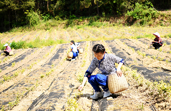 广元朝天：高山生态茶拓宽群众致富路_fororder_村民采茶。刘旭-摄