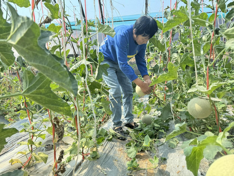 河北东光：蜜瓜飘香采摘忙 农户增收有保障_fororder_图片16