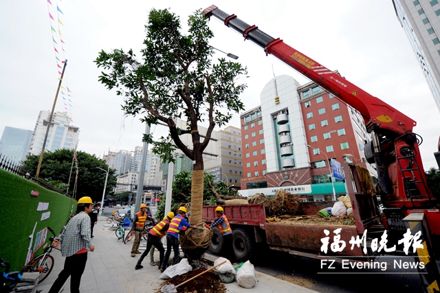 福州园林部门补种首批3条道路大树 落实征集线索