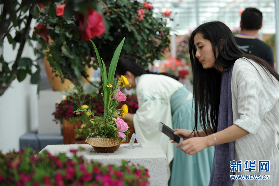 贵州：月季花开引客来