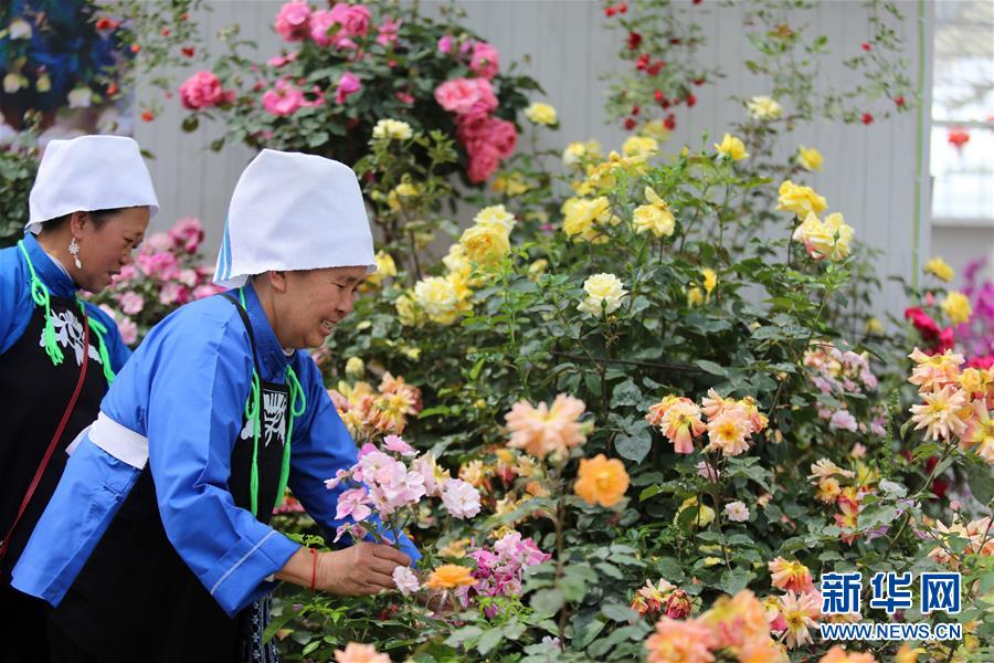 贵州：月季花开引客来