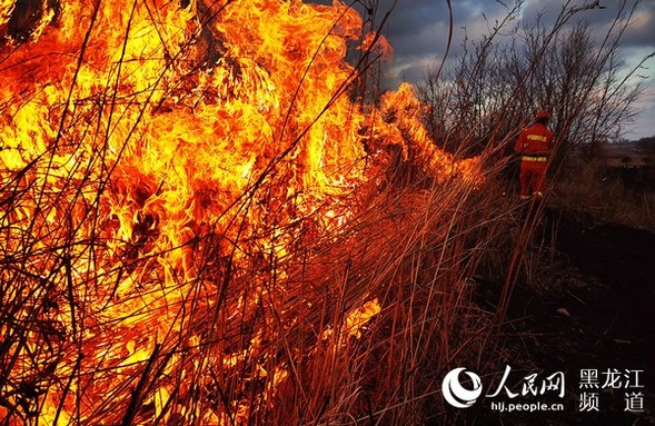 哈尔滨森林消防开展秋季计划烧除 清除可燃物载量主动预防火灾