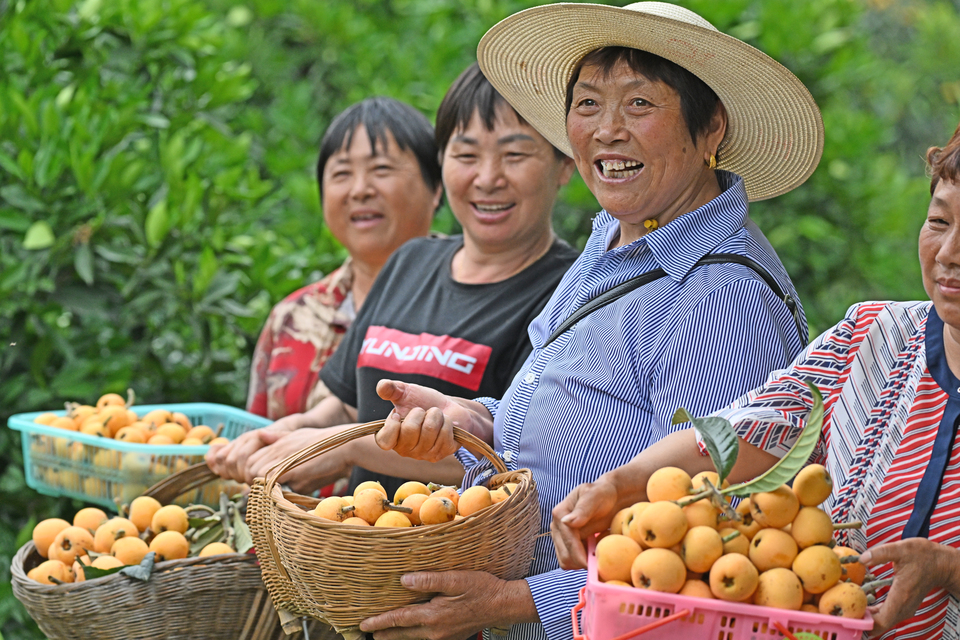 宜昌兴山：麦仓金黄枇杷飘香峡口