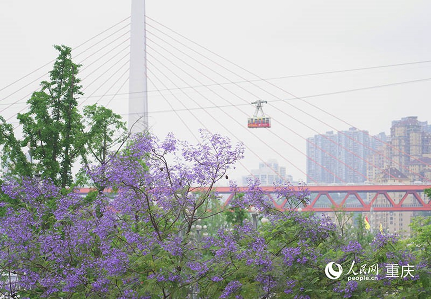 重庆街头蓝花楹盛放 成片花海扮靓城市