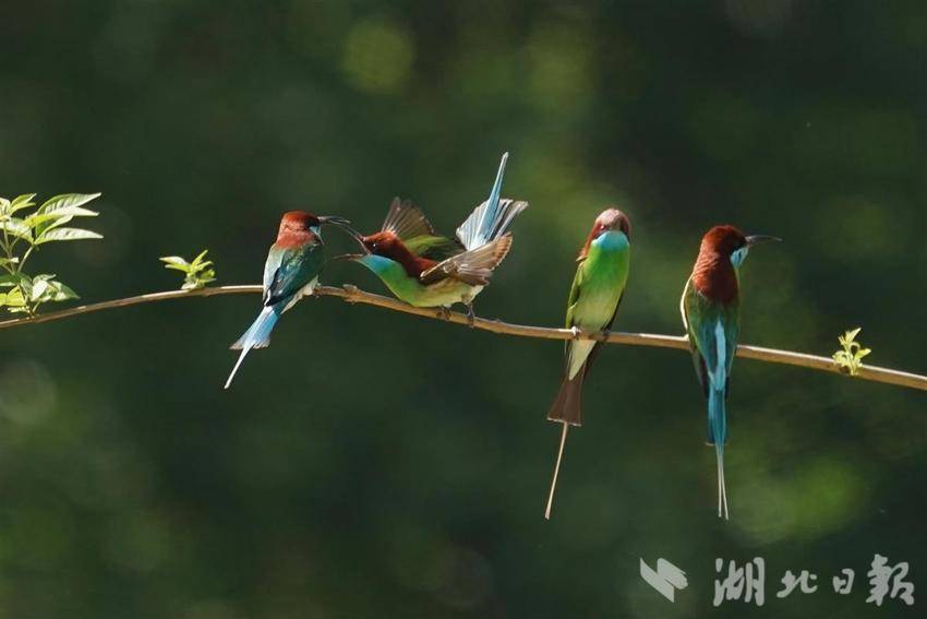 “中国最美小鸟”飞回湖北红安