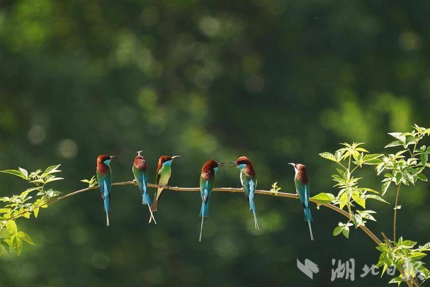 “中国最美小鸟”飞回湖北红安