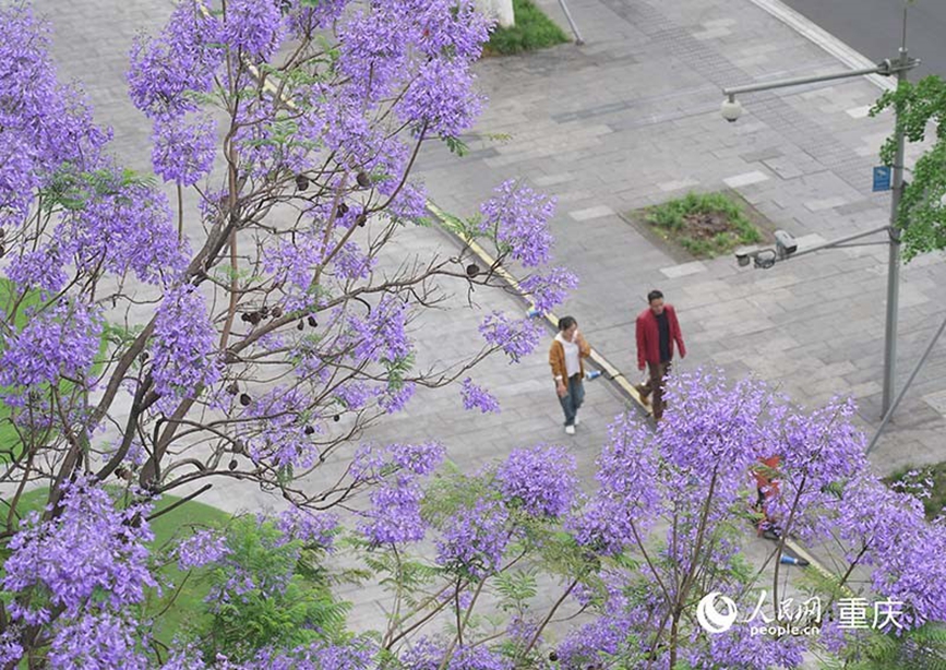 重庆街头蓝花楹盛放 成片花海扮靓城市