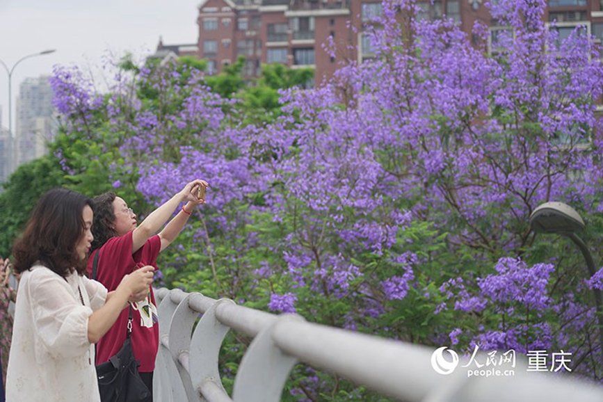 重庆街头蓝花楹盛放 成片花海扮靓城市