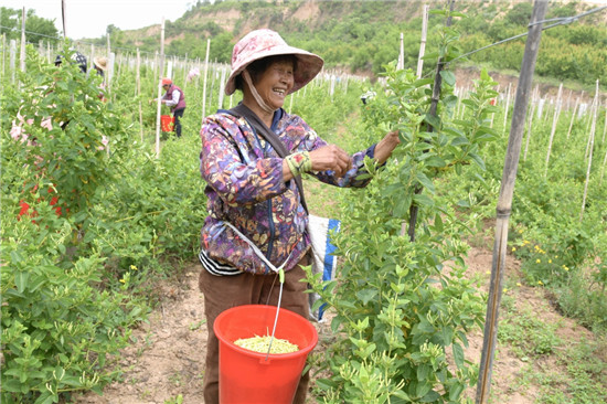 三门峡示范区阳店镇：金银花开出致富“幸福花”_fororder_村民在家门口采摘金银花增加自己收入 摄影 彭红勇